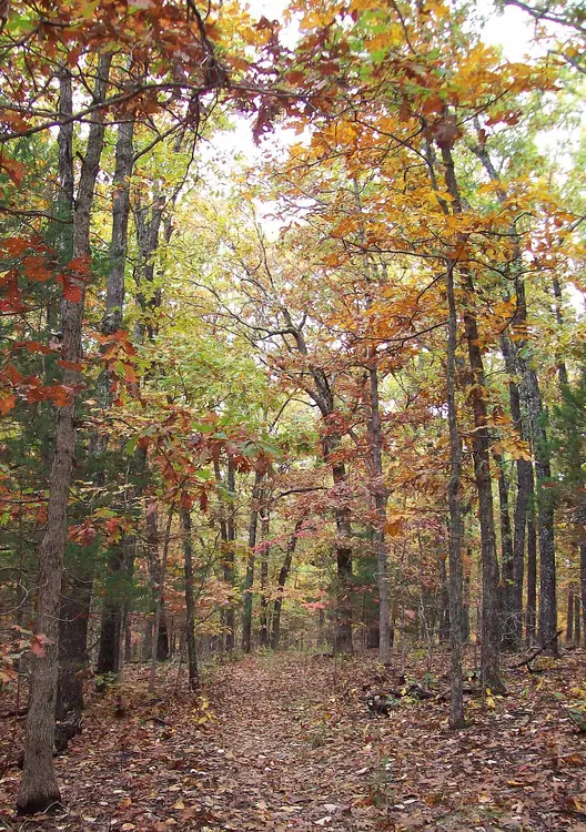 Autumn oak and hickory woods on rocky Ozark ground in southern Missouri.